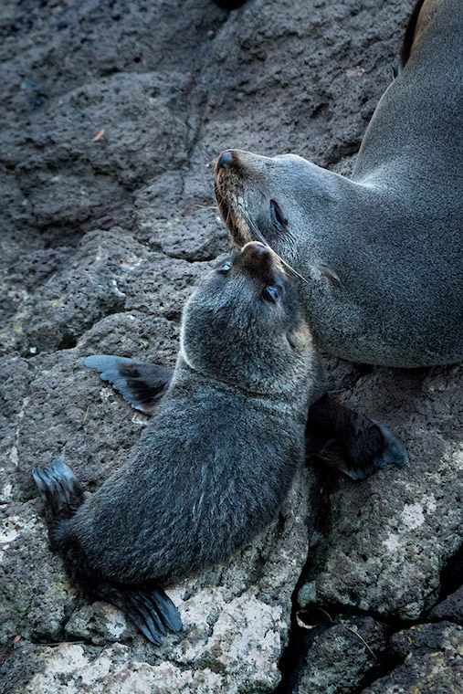 ニュージーランド・オットセイの母仔会