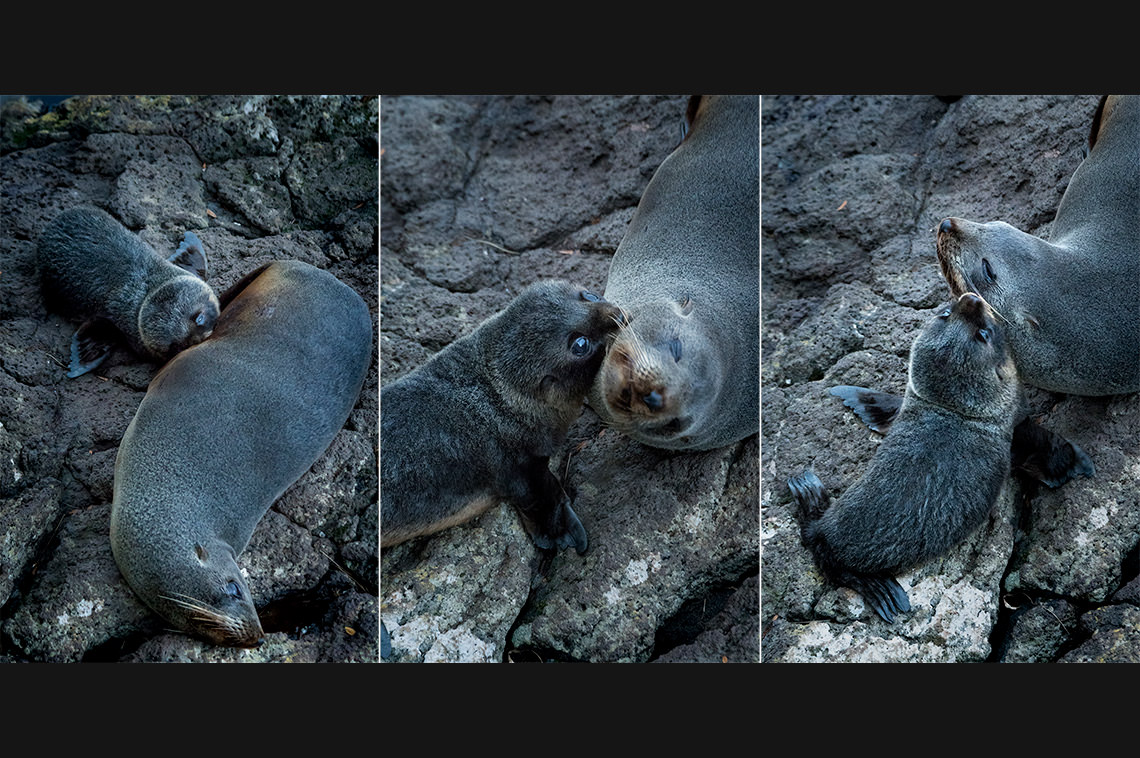 ニュージーランド・オットセイの母仔