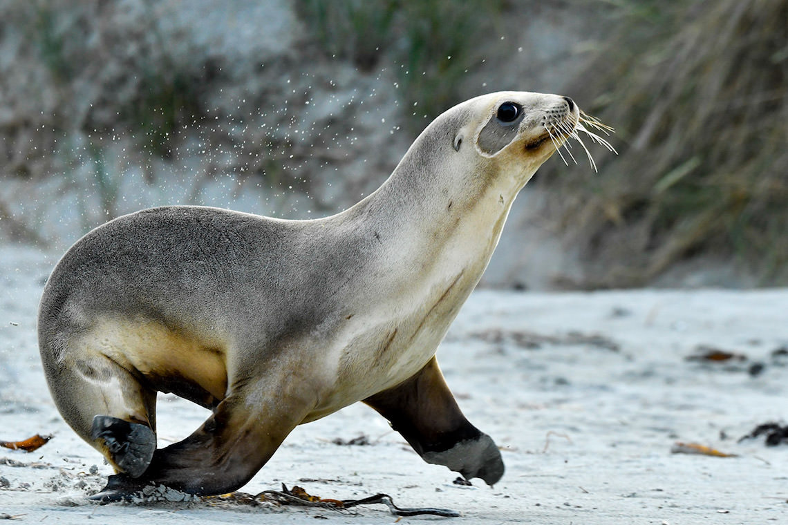 慌てるニュージーランド・アシカ