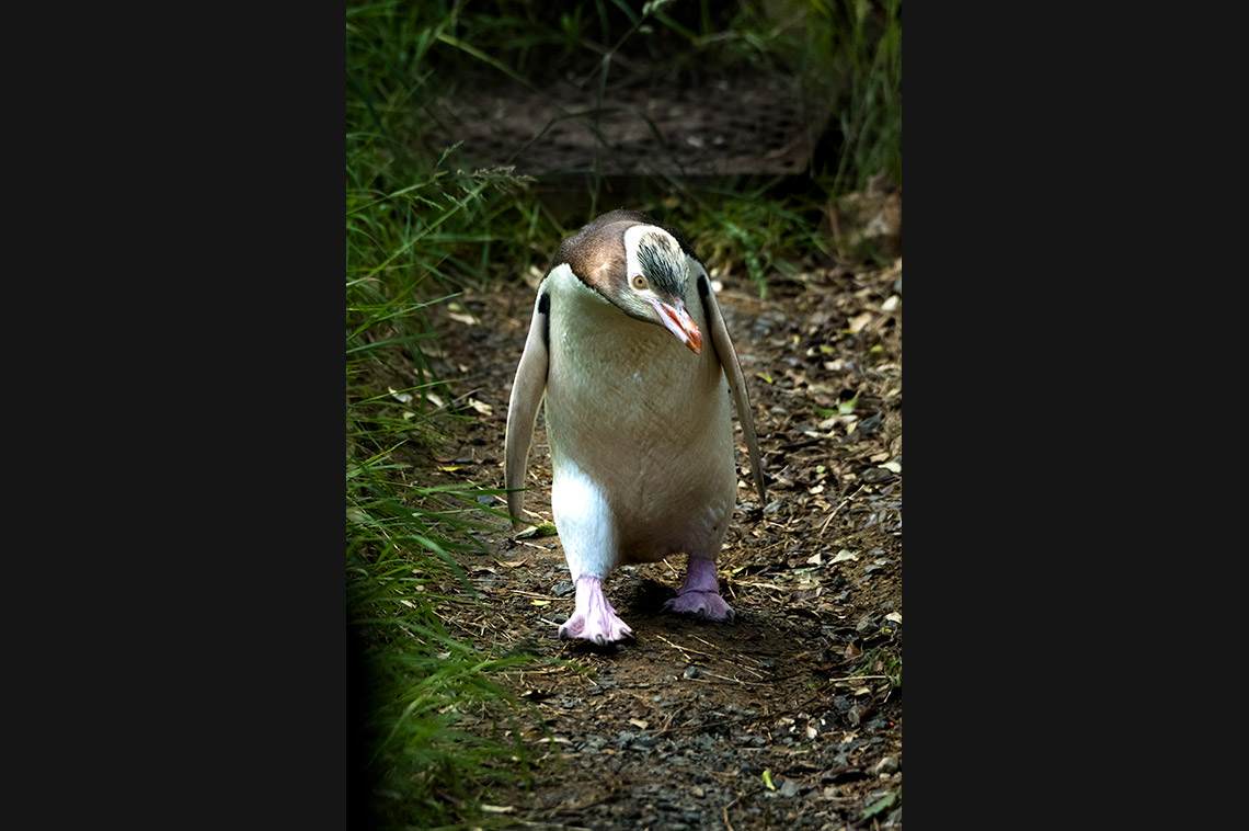 イエローアイド・ペンギン