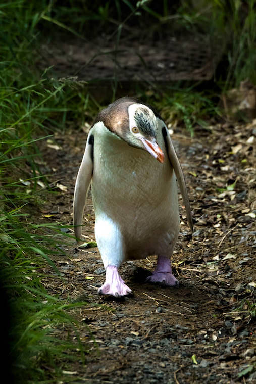 イエローアイド・ペンギン