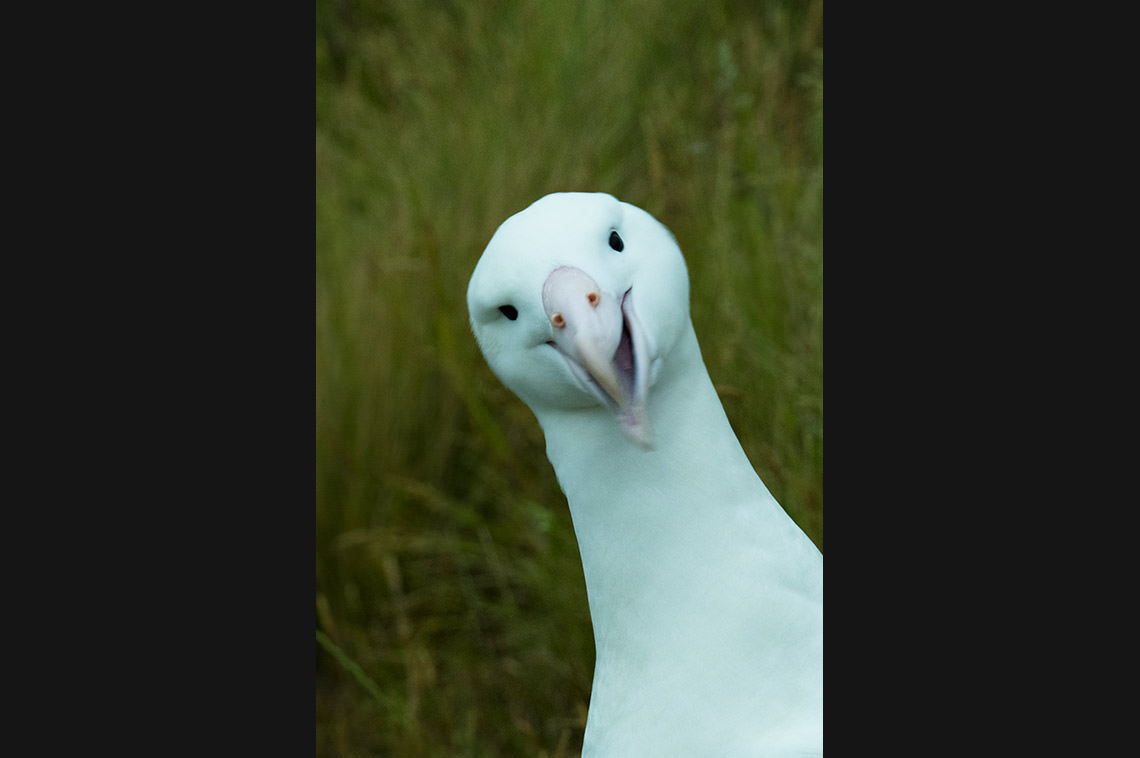 ロイヤル・アルバトロス