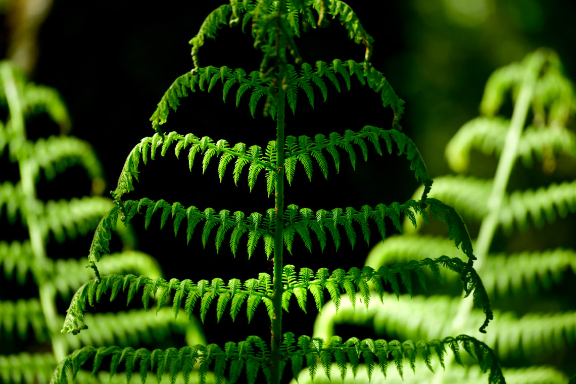 フラクタルな葉