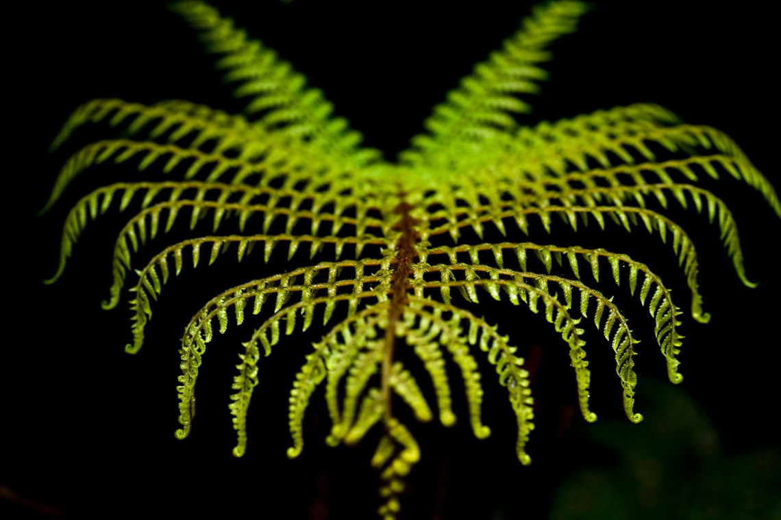 生命体“シダの葉”