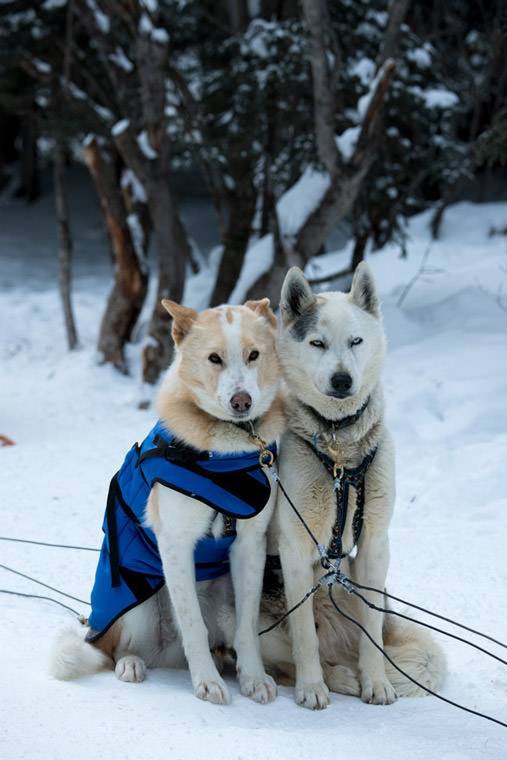 出番を待つ犬たち