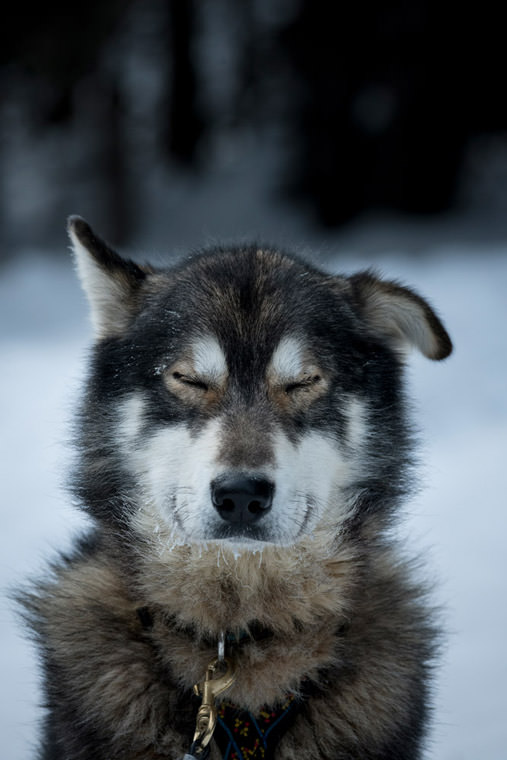 出番を待つ犬たち