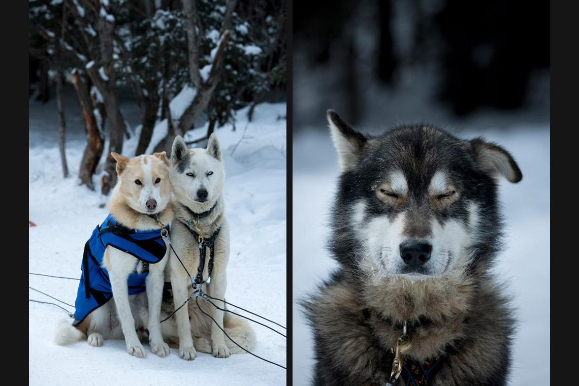 出番を待つ犬たち