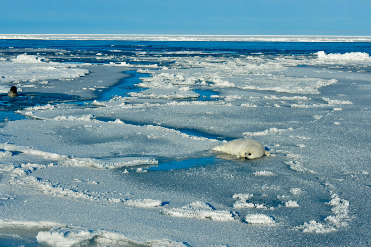 溶け始めた流氷の上で困惑気味なアザラシの仔。