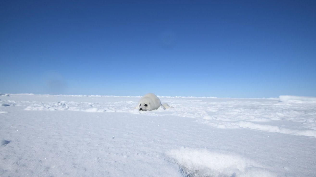 アザラシの赤ちゃんが、僕をお母さんと勘違いしたのかどんどん近づいてきた。その様子を動画で撮ってみた。