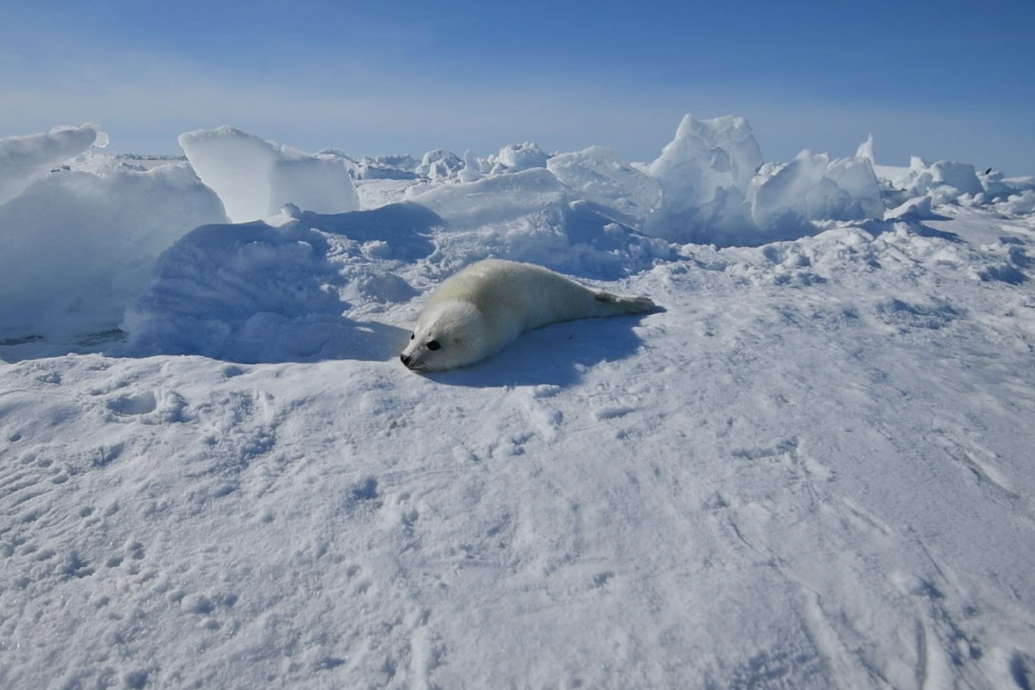 アザラシの様子