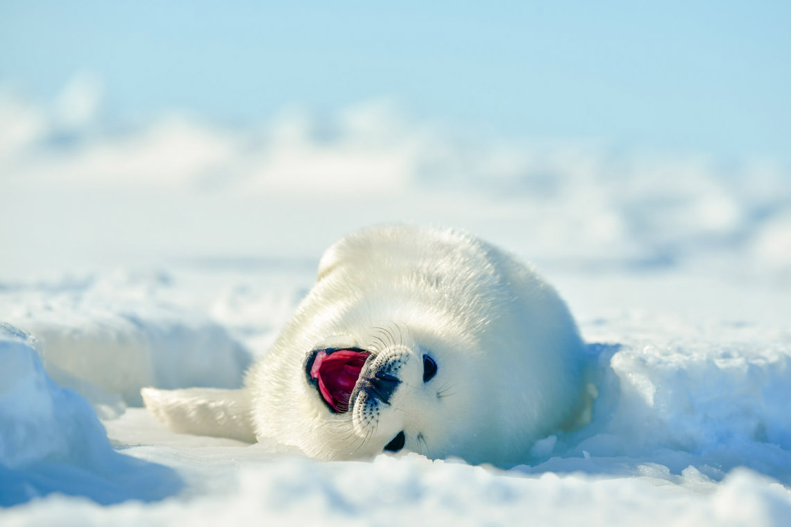 鳴くアザラシの仔