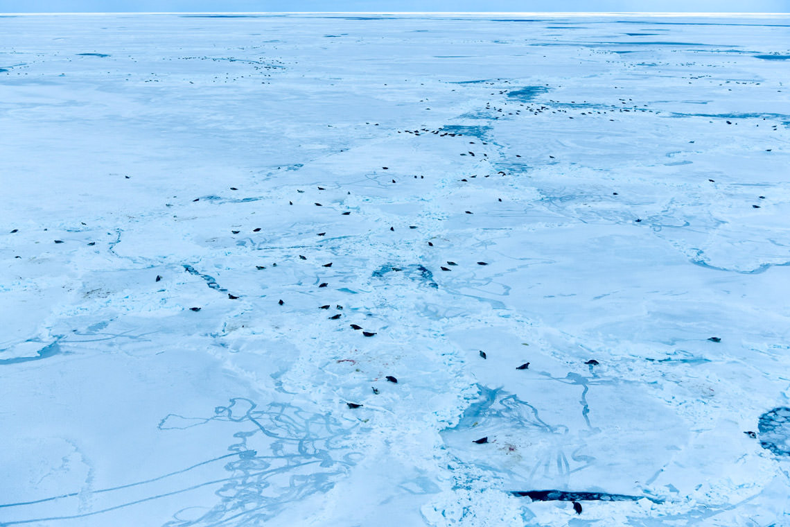 出産シーズンの始まり