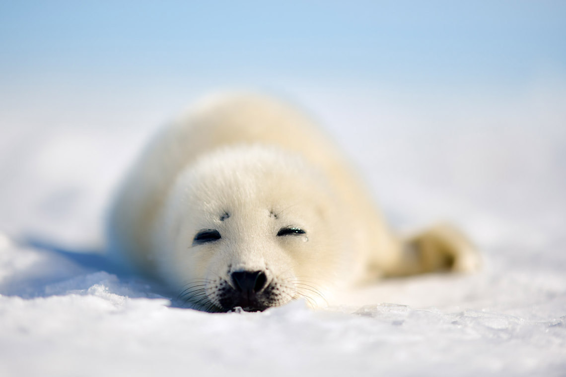 涙を流すアザラシの仔