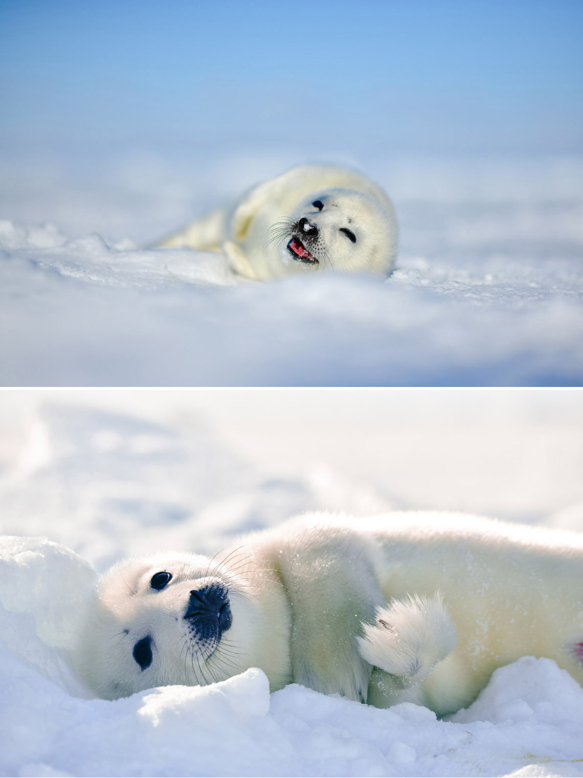 幸せそうなアザラシ