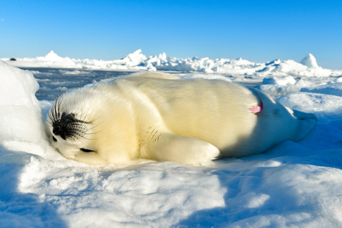 イエローコート