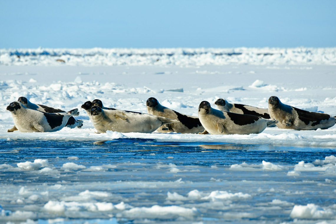 メスを待つオスたち