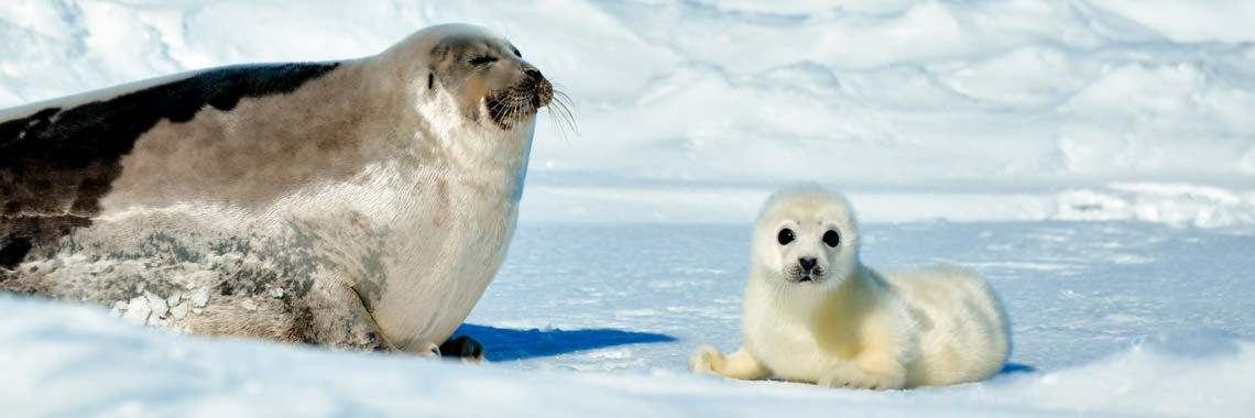 母仔の触れ合い