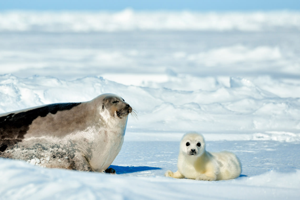 母仔の触れ合い