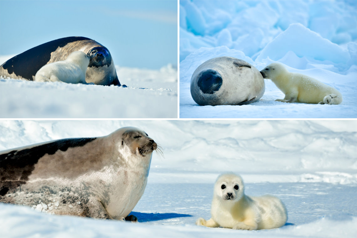 母仔の触れ合い