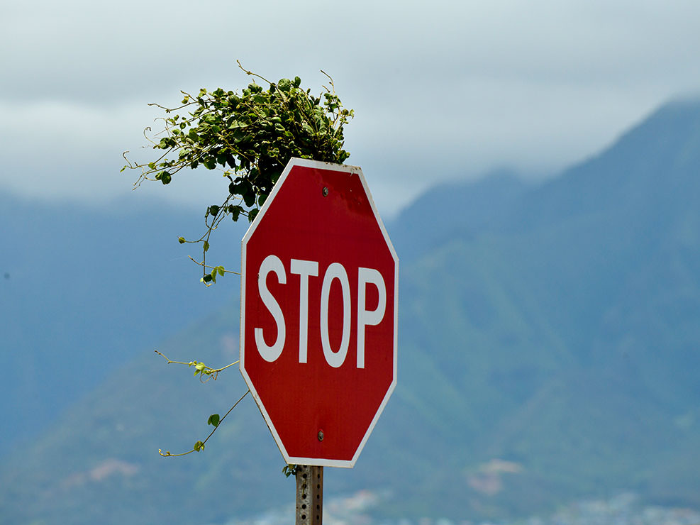 ハワイは植物にとっても楽園だ。交通看板をよじ登った葉が上から溢れ出ていた。マウイ島