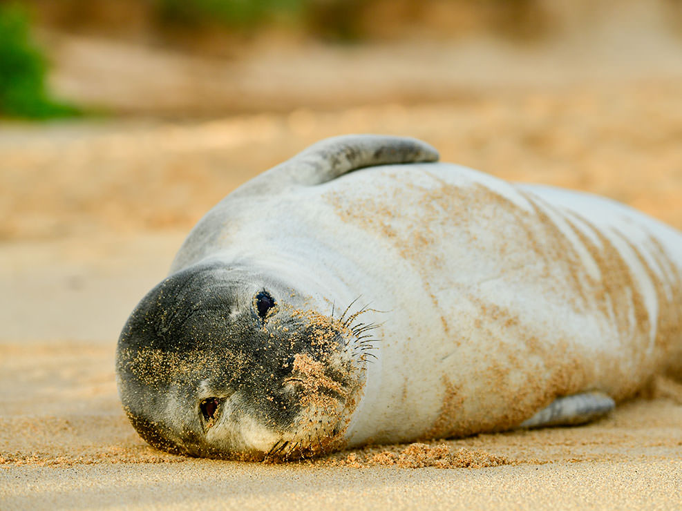 リゾート地のビーチで昼寝をしていた可愛いハワイアンモンクシール。安心して寝られるよう、観光客も邪魔をしないようにしている。カウアイ島