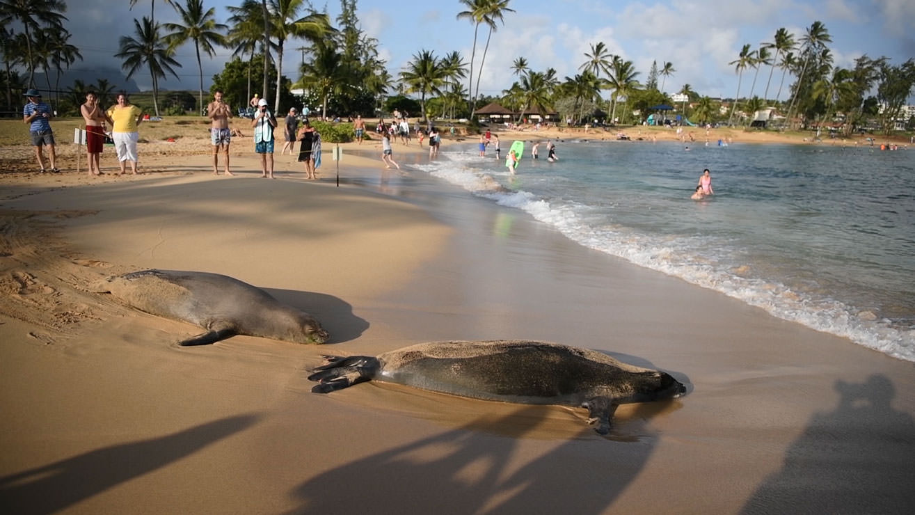 潮が満ちてくる中、2頭のハワイアンモンクシールが海にのんびり帰っていくところをビデオで撮ってみた。カウアイ島