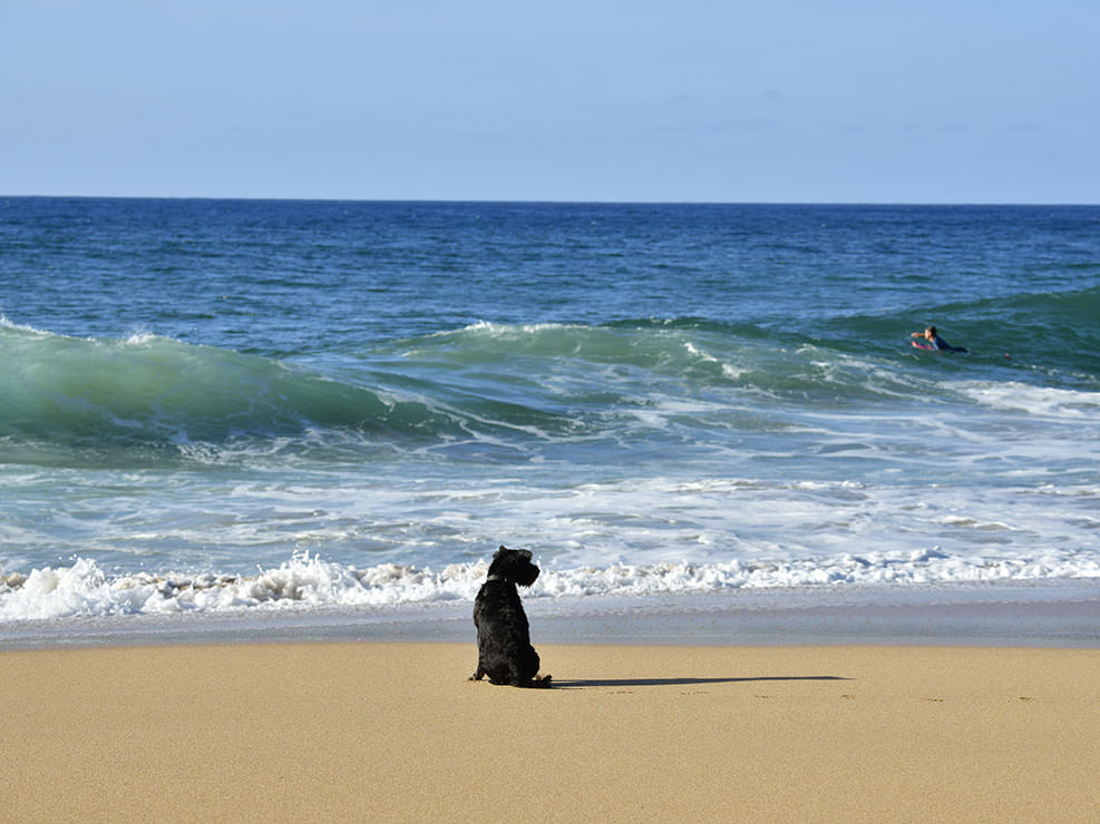 サーファーが連れてきた犬が、飼い主が海に入って寂しくなったのか、僕のところに寄って来て膝にくっ付き、海を心配そうに眺めていた。カウアイ島
