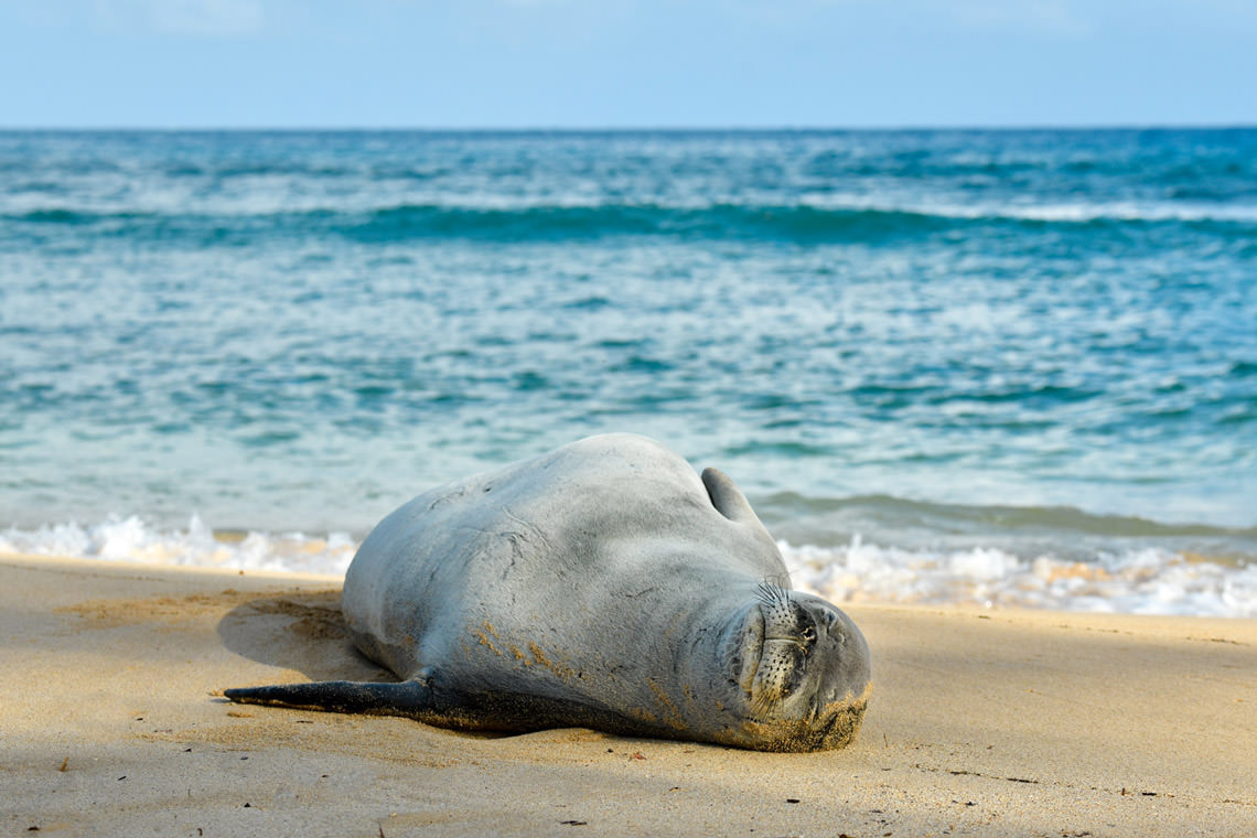 ハワイアンモンクシール