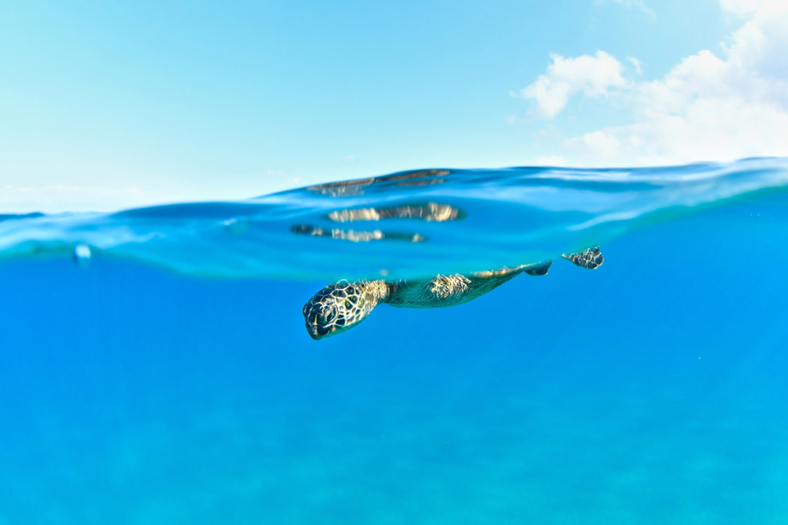 ハワイアングリーンシータートル