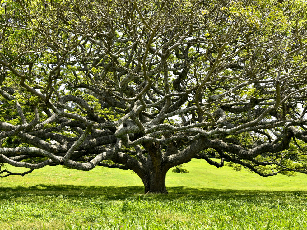 人の住む庭でも、木々は強い生命力を見せてどんどん伸びてゆく。