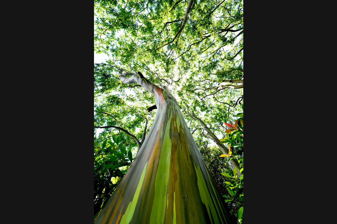 レインボーツリー