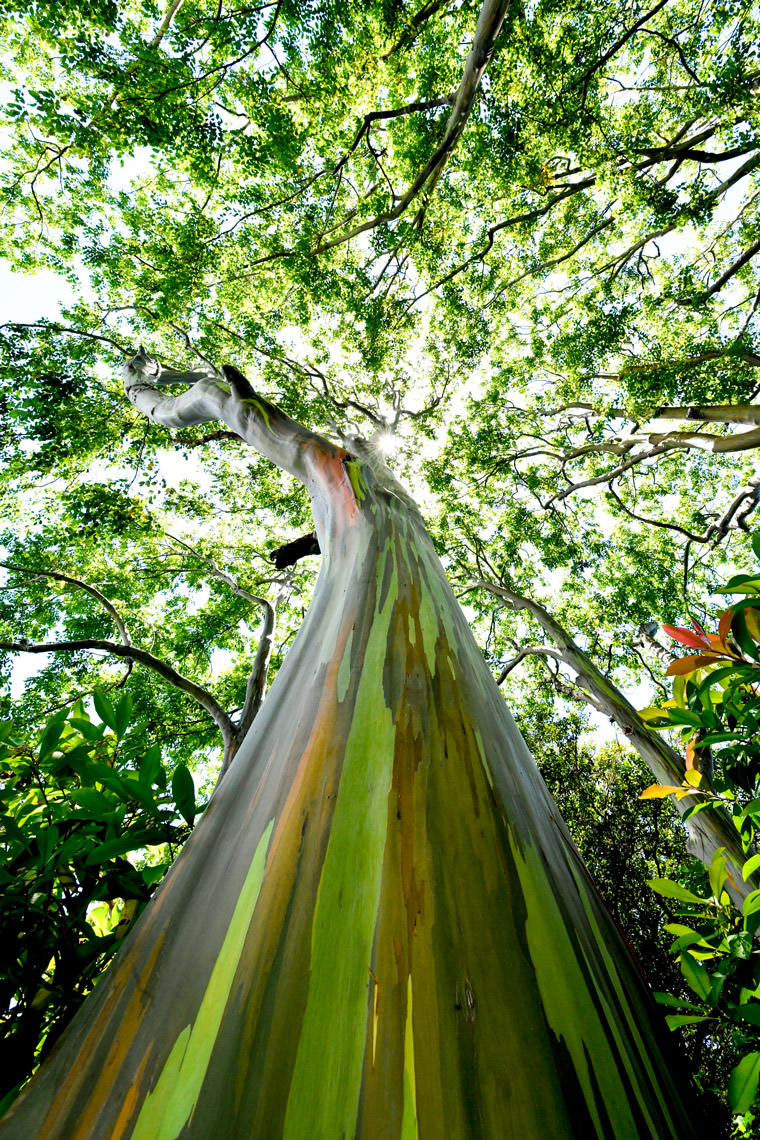 レインボーツリー