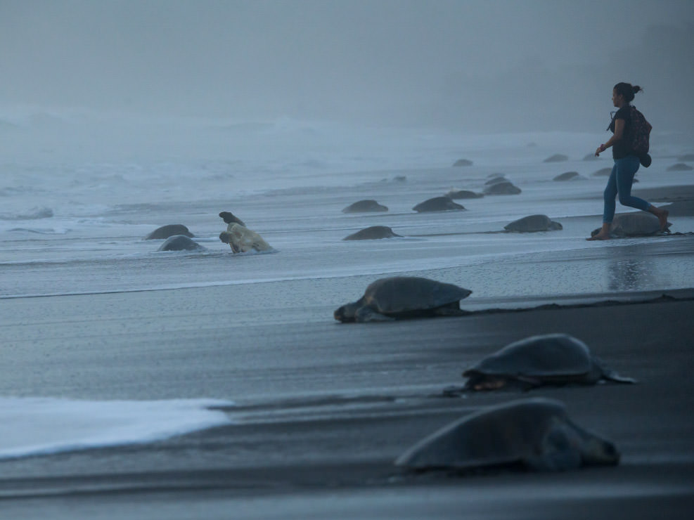 ひっくり返ってしまい戻れないで困っているウミガメを、思わず助けようと近づく女性。