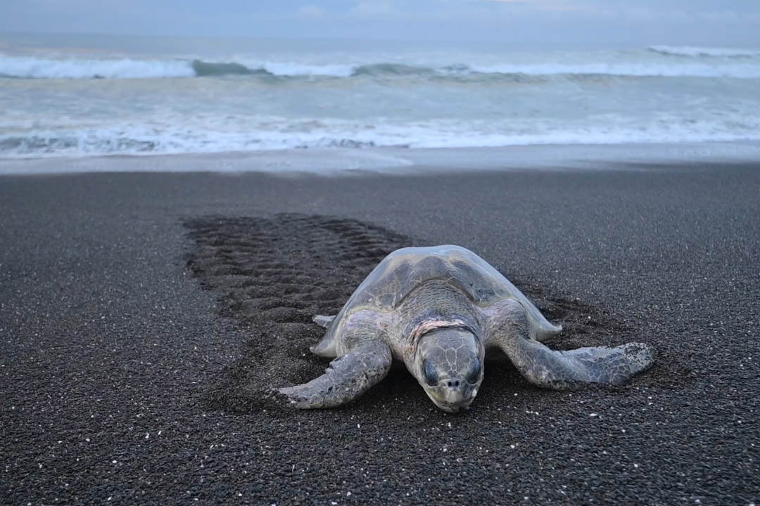 ヒメウミガメの産卵