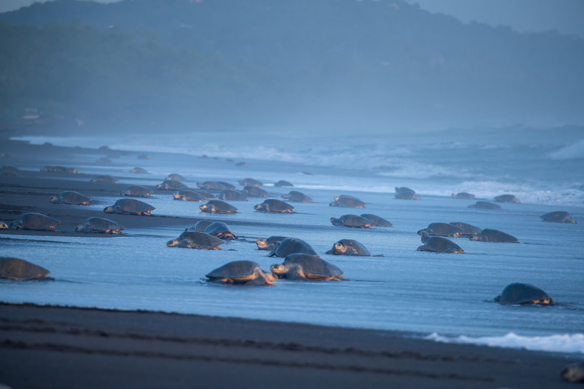 無数のヒメウミガメ