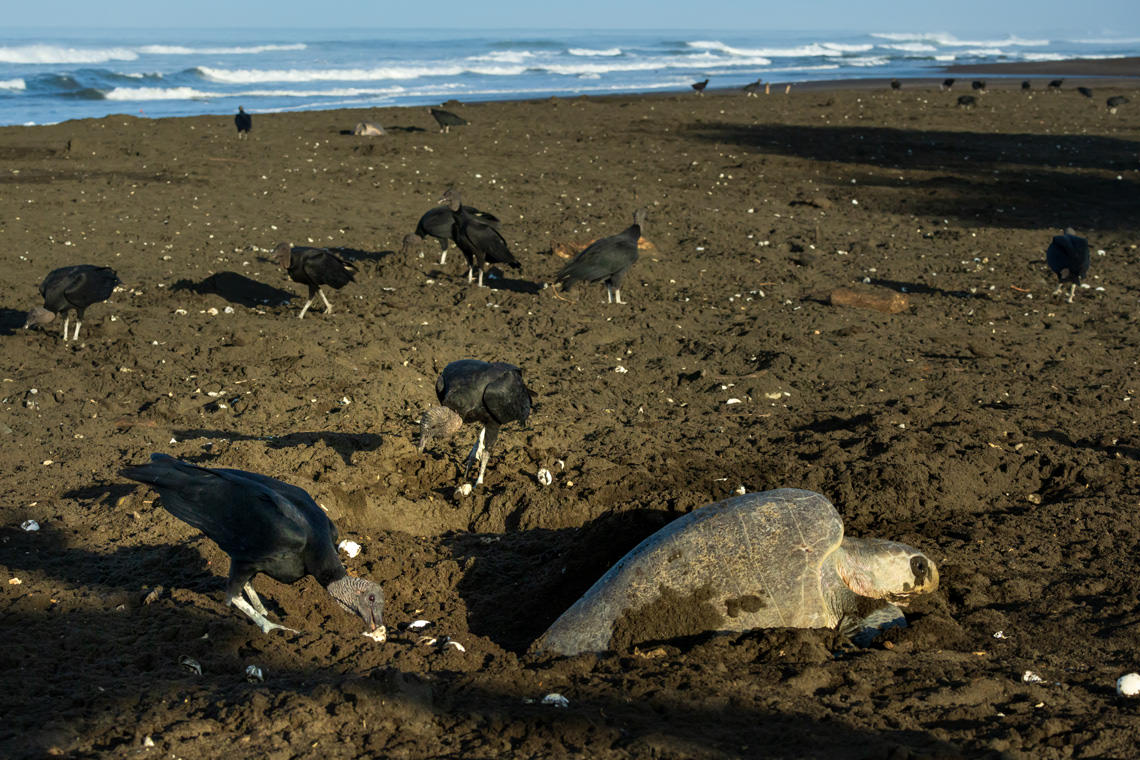 産卵する母ウミガメ