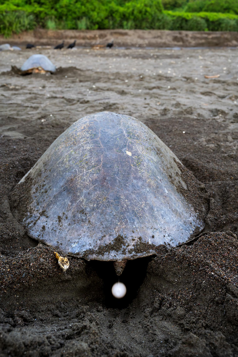 産卵する母ウミガメ