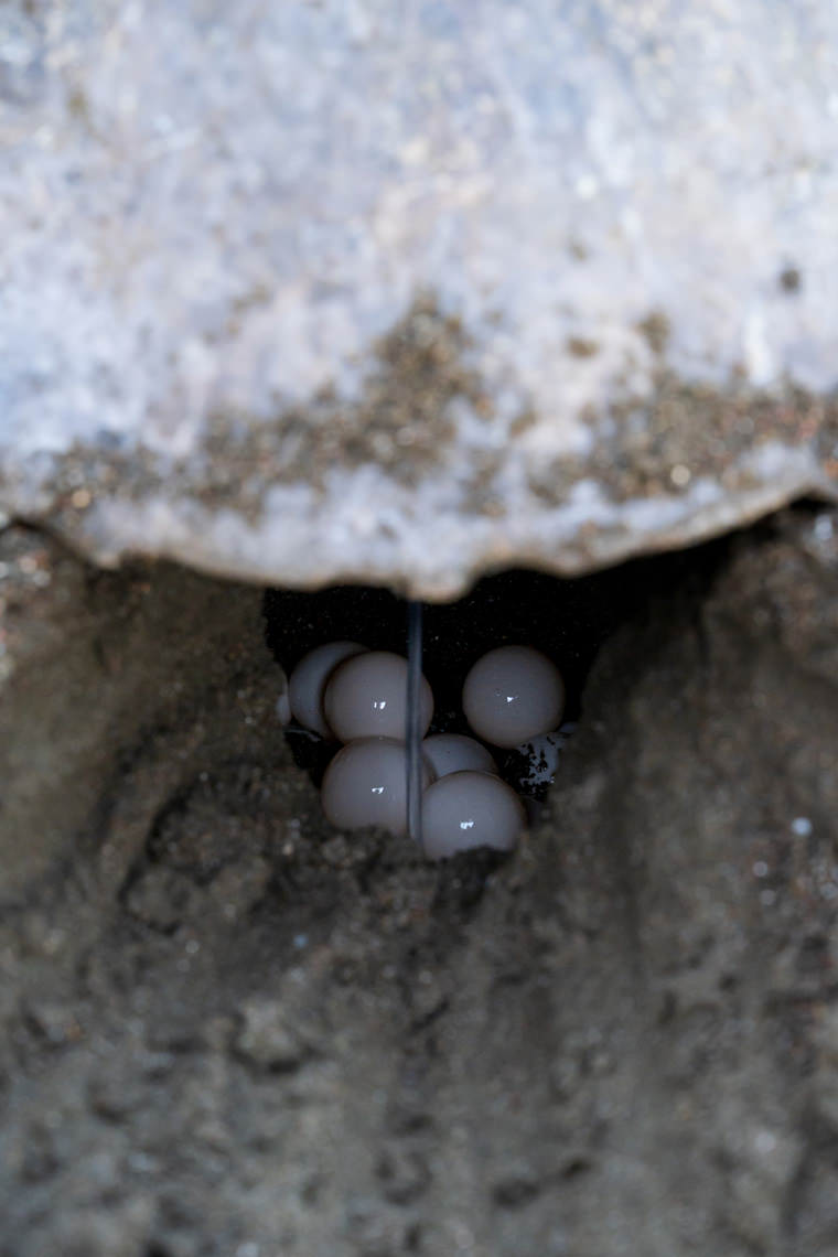 産卵する母ウミガメ