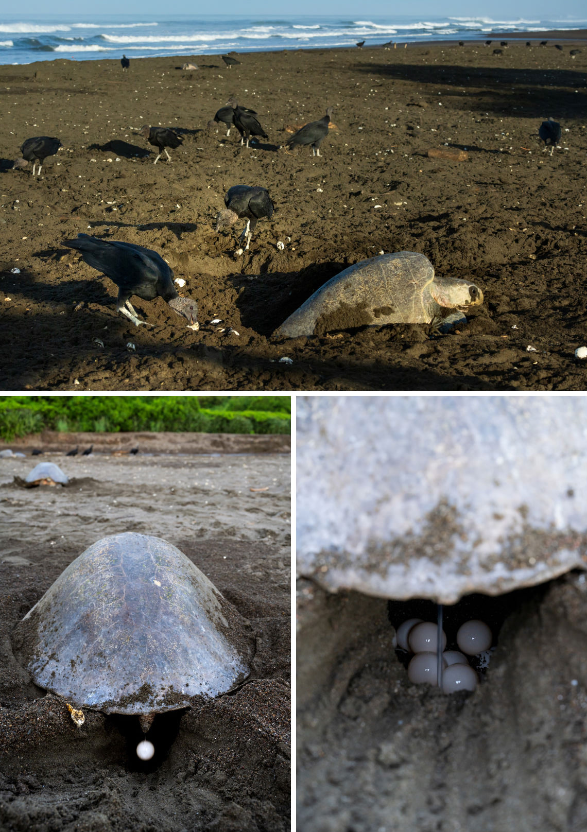 産卵する母ウミガメ