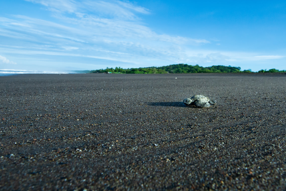 生まれてすぐのサバイバル