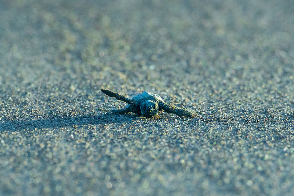 生まれてすぐのサバイバル
