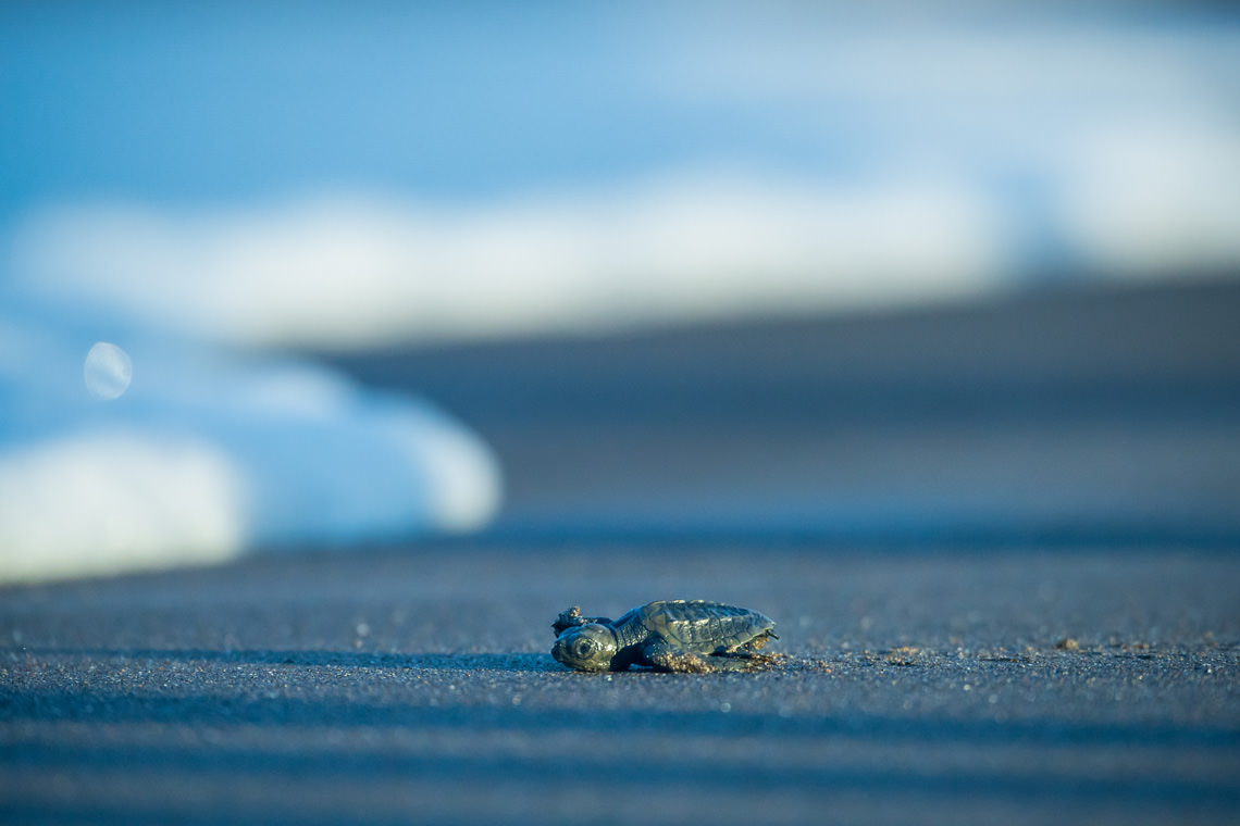 生まれてすぐのサバイバル