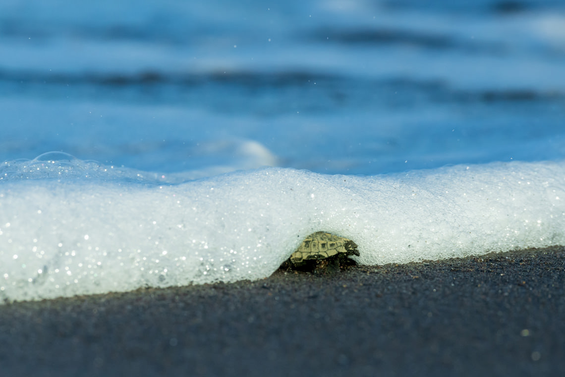 生まれてすぐのサバイバル