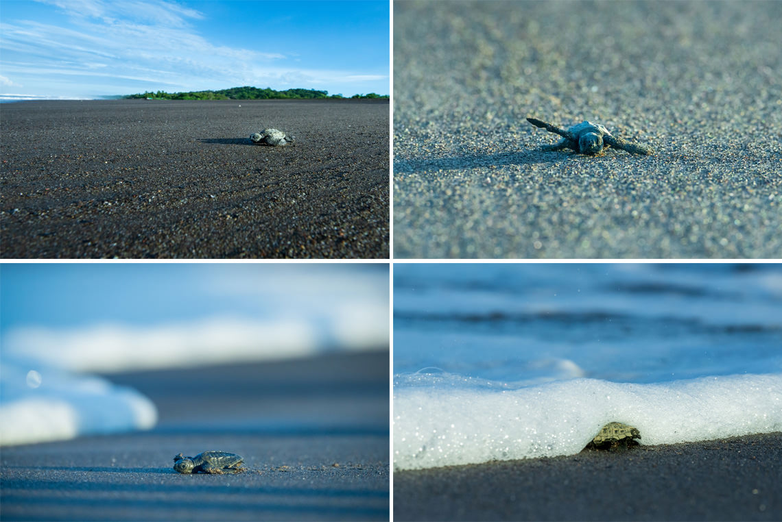 生まれてすぐのサバイバル