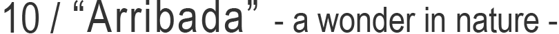 10 / “Arribada” - a wonder in nature -