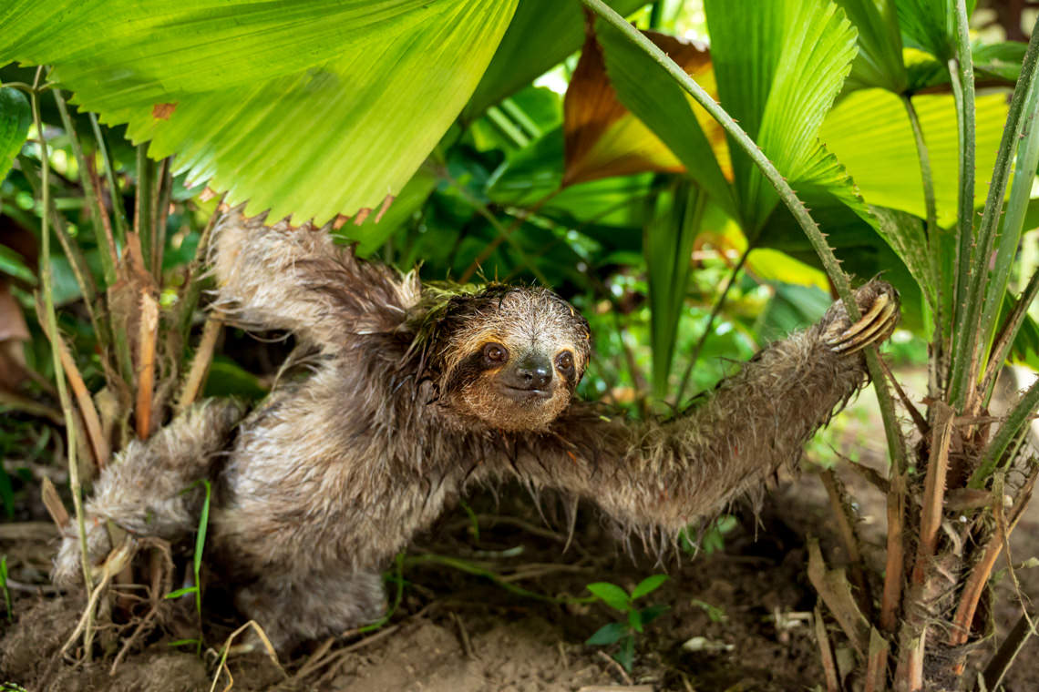 ナマケモノです。こんにちは。