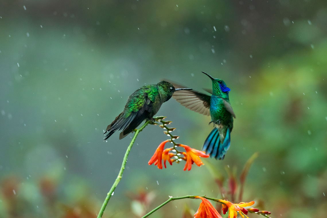 威嚇するハチドリ