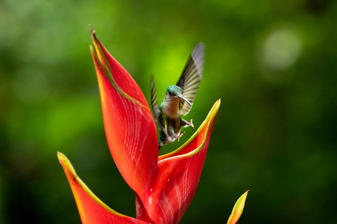 ヘリコニアとハチドリ