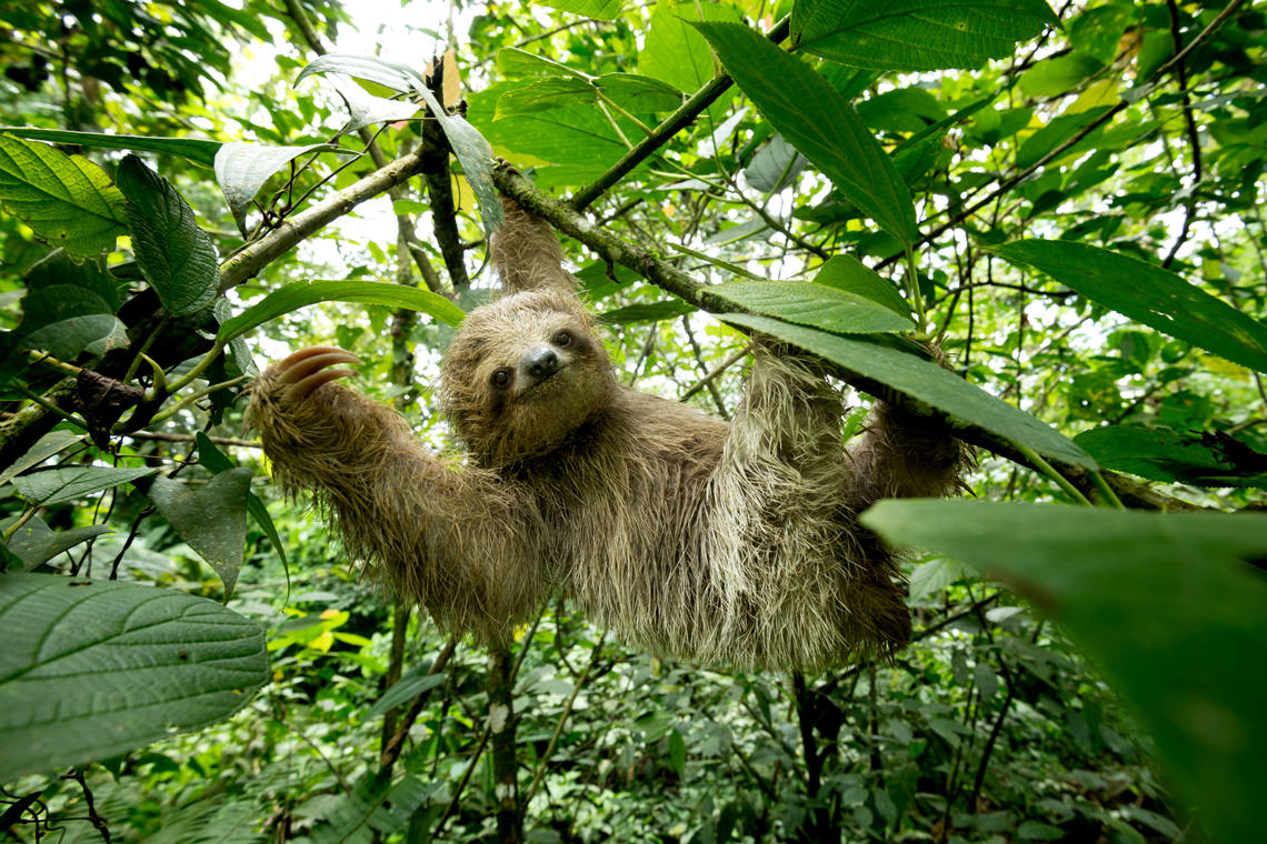 ナマケモノの森へようこそ