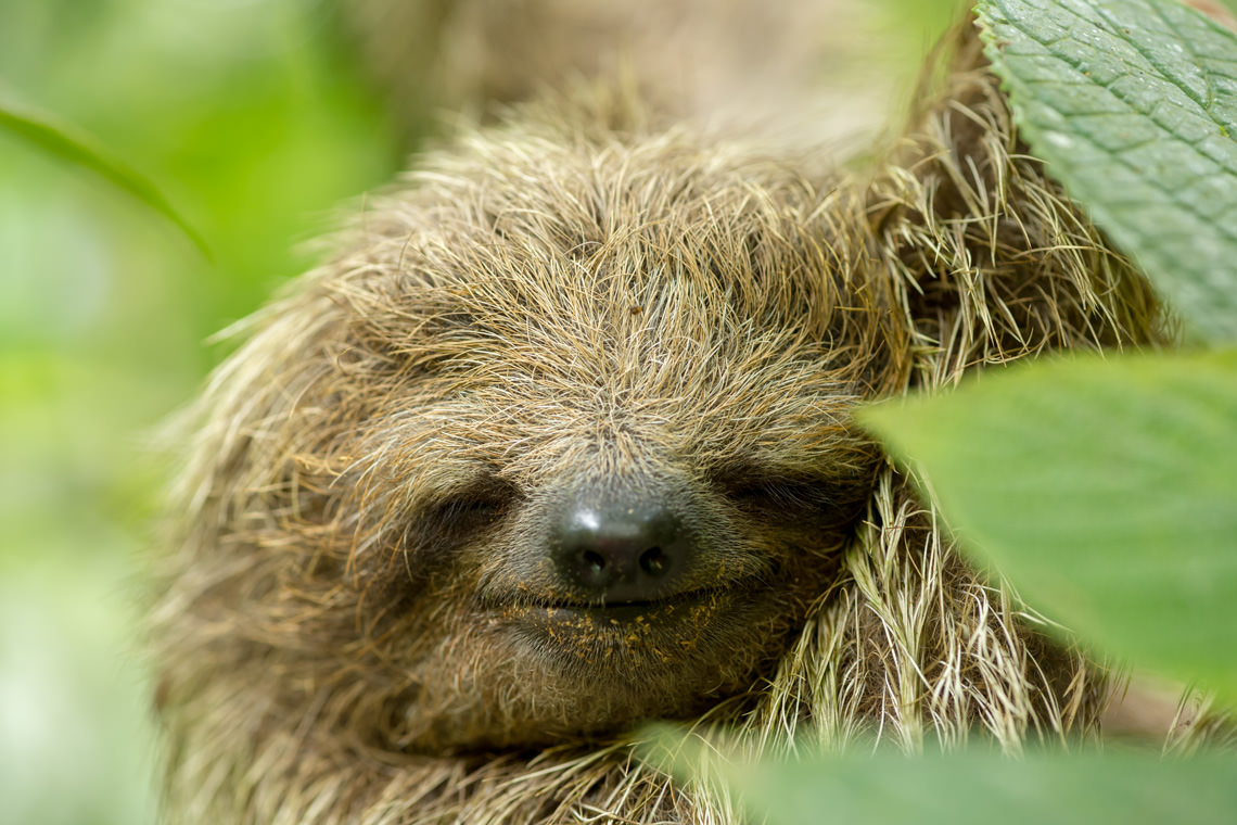 気持ちよく眠るナマケモノ